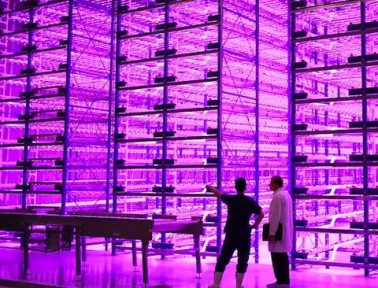 Pinkhouse: Greenhouses of the Future?