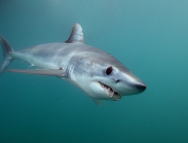 Speediest Shark: Shortfin Mako