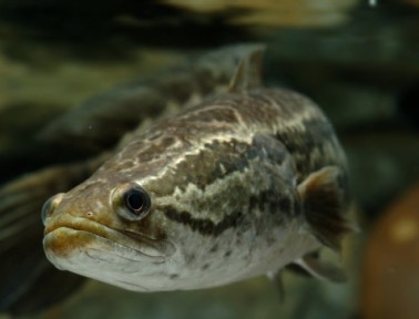 The Snakehead Fish