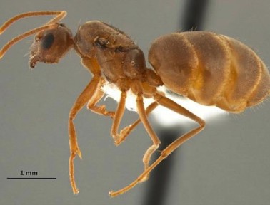 Watch Out for South American Tawny Crazy Ants