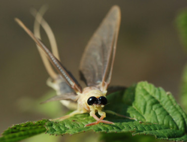 Three Hours to Live: The Giant Mayfly