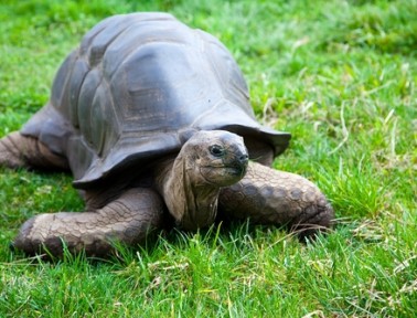Giant Tortoise Paradise: Aldabra Atoll