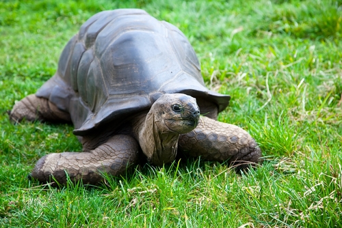 Giant Tortoise Paradise: Aldabra Atoll - Kids Discover