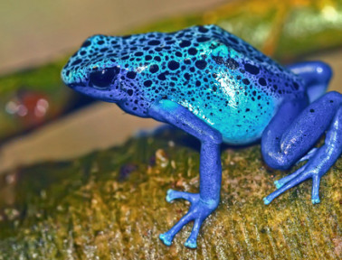 Frog Eats & Sweats Poison