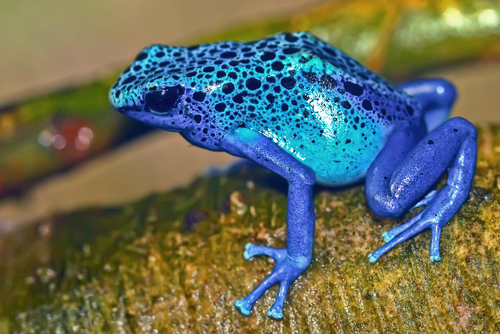 frog-eats-sweats-poison-kids-discover
