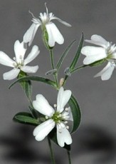 Siberia’s Narrow-Leafed Campion Is a Living Fossil Flower