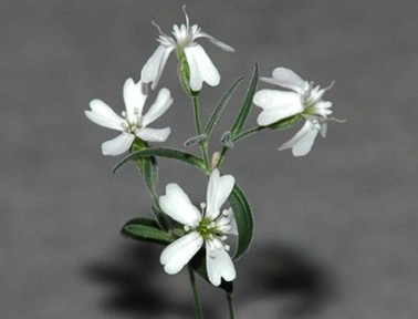 Siberia’s Narrow-Leafed Campion Is a Living Fossil Flower