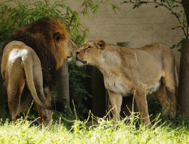 Do Big Cats Like Catnip?