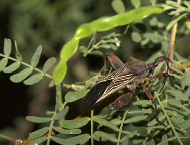 Stinky Mesquite Bugs