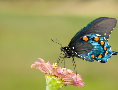 Pretty Poison: The Pipevine Swallowtail Butterfly