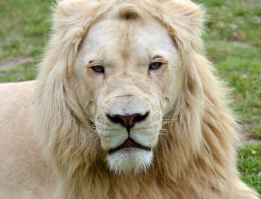 Timbavati: Where White Lions Roam