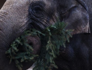 Christmas Tree Dinner