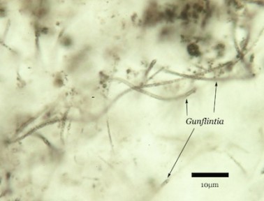 Ancient Earth Was Stinky