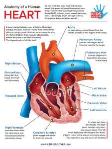 Heart Anatomy Infographic - KIDS DISCOVER - Kids Discover