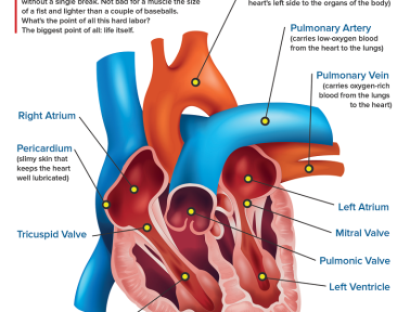 Infographic: Anatomy of the Human Heart