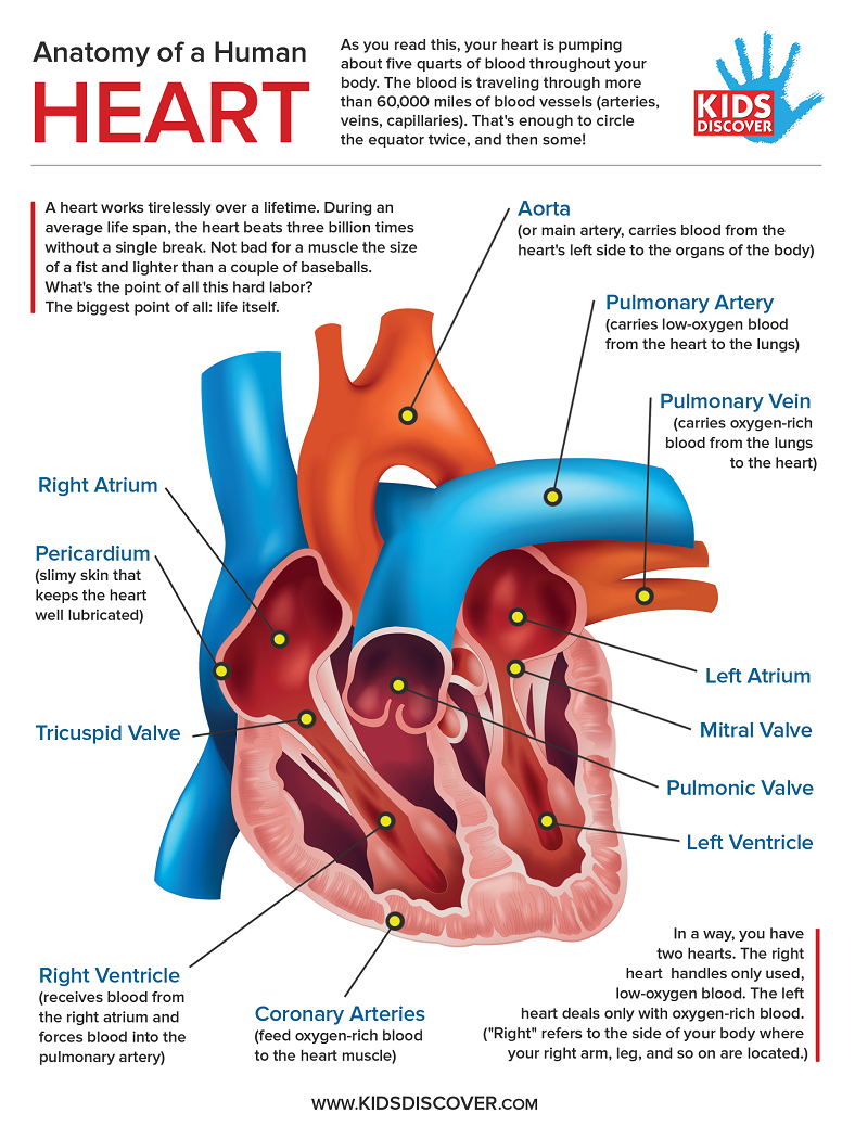 Infographic: Anatomy of the Human Heart - Kids Discover - 788 x 1050 png 576kB