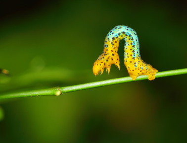 Inchworms Measure Up