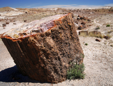How Prehistoric Trees Became Arizona’s Petrified National Forest