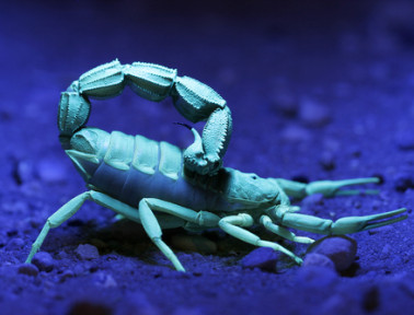 Glowing Scorpions