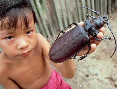 Meet the Biggest Beetles