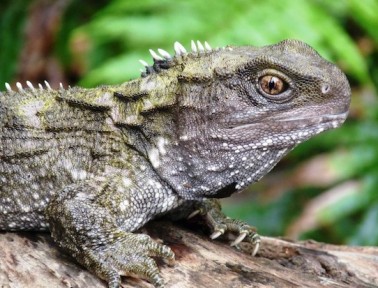 Prehistoric Living Reptiles