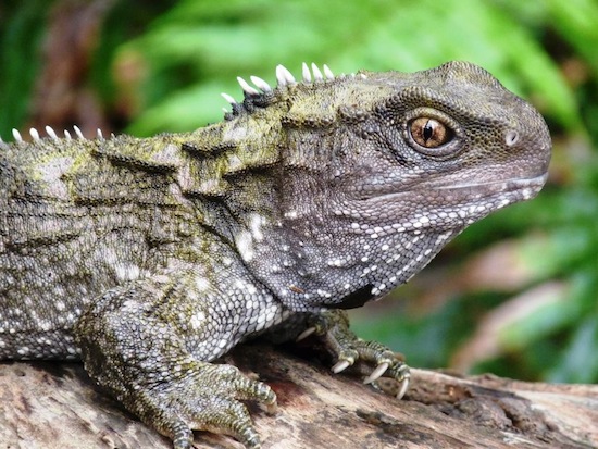 Prehistoric Living Reptiles - Kids Discover