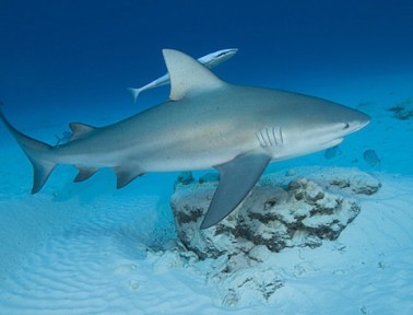 The Most Dangerous Shark?