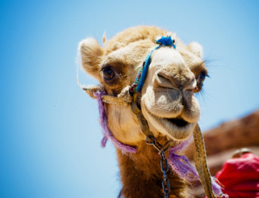 The Camel’s Third Eyelid