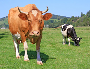 Who’s Got the Horns?