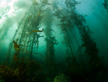 Kelp Forests