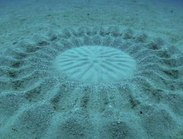 Sculptures by Pufferfish