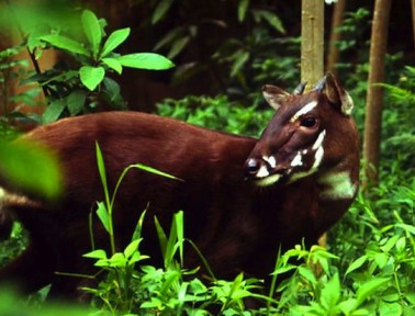 The Saola: A Real “Asian Unicorn”