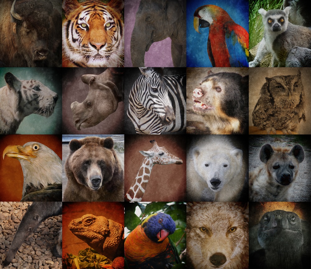 Endangered Animals For Kids Uk - Mona Lynett