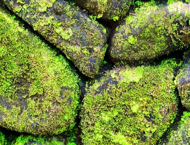 The Little Things in Life–Lichens and Moss: NATURE in the