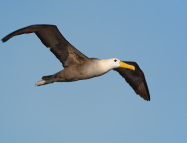 Flying Without Flapping