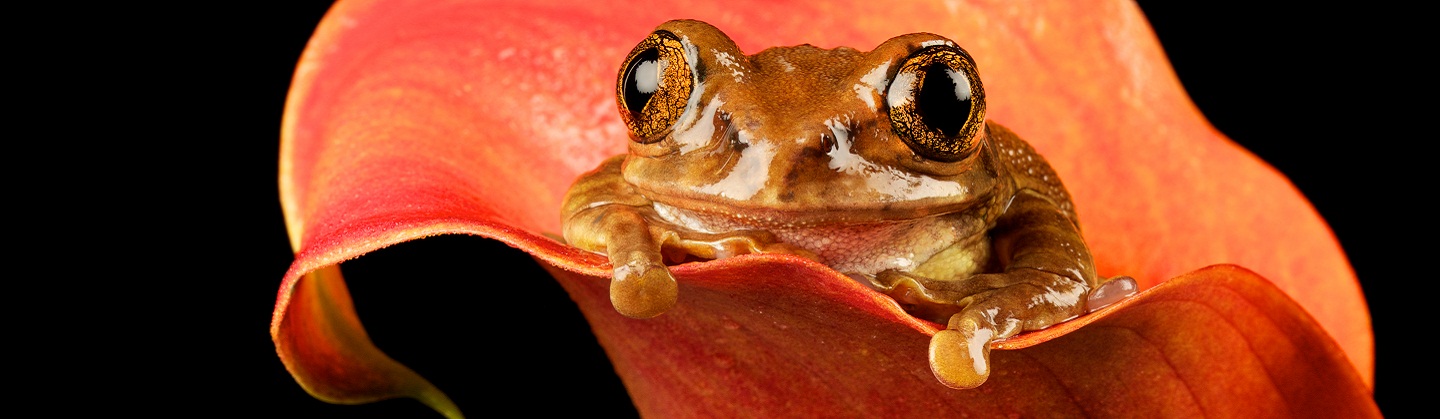 Amphibians - Kids Discover