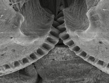 Geared-Up Bug: The Issus