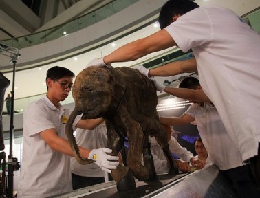 Rare Baby Mammoth Emerges from Permafrost Intact