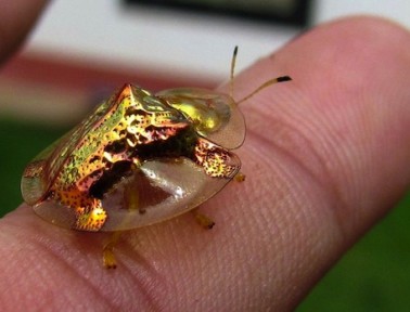 How a Gold Beetle Turns Red … and Why We Care