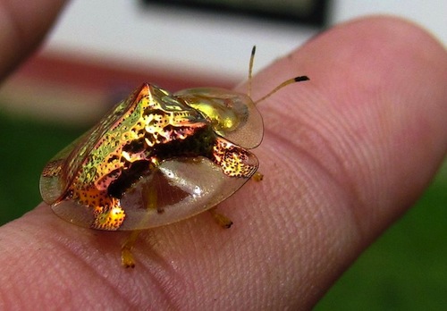 How a Gold Beetle Turns Red ... and Why We Care - Kids Discover