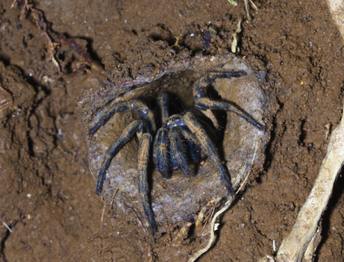 Sneaky Trapdoor Spiders