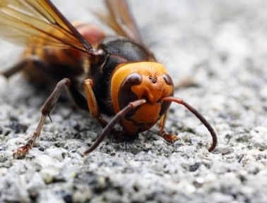 Asian giant hornets