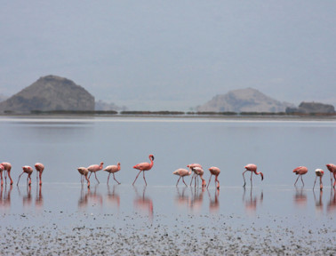 Lake Natron: The Lake That Burns
