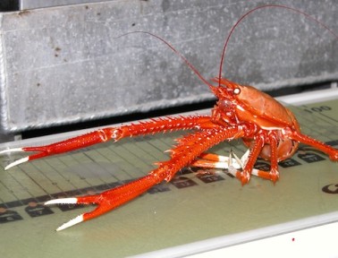 Wood-Munching Sea-Dwellers