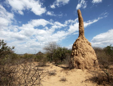 Termite Towers