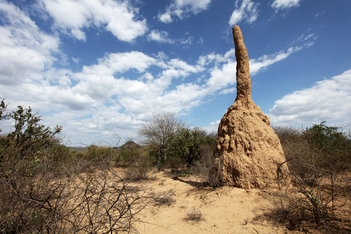 Termite Towers - Kids Discover