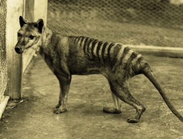 Tasmanian Tiger Hunted to Extinction