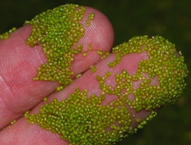 What’s the World’s Smallest Flowering Plant?