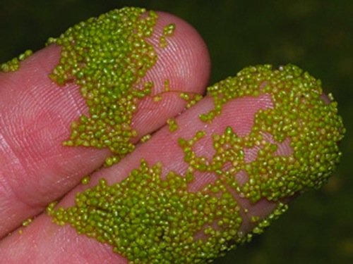 What's the World's Smallest Flowering Plant? - Kids Discover