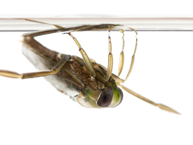 Bugs Doing the Backstroke